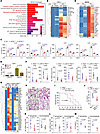 WTAP positively regulates proinflammatory responses.