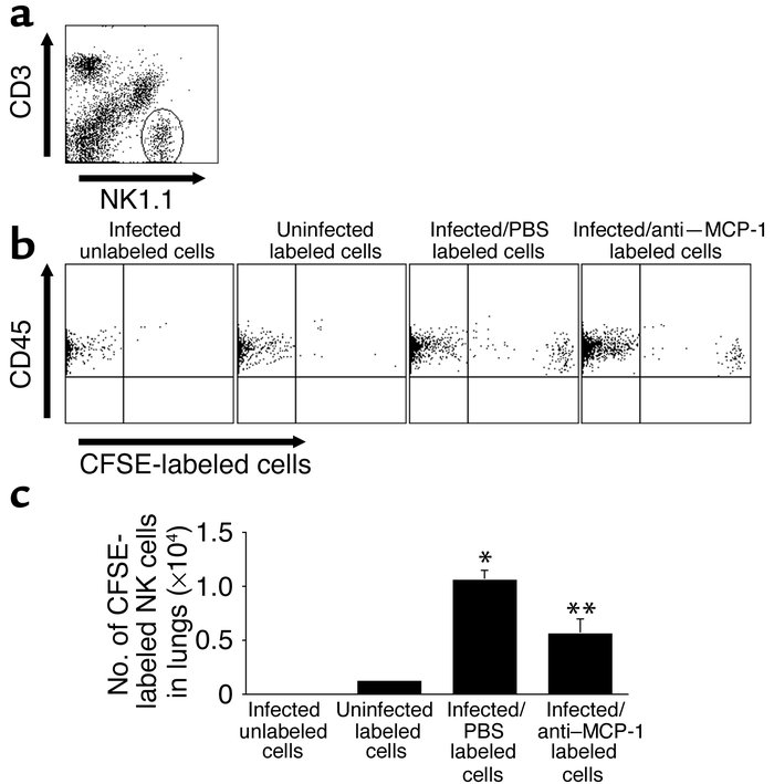 Role of MCP-1/CCL2 in in vivo recruitment of NK cells to the lungs in in...