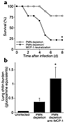 Outcome of invasive aspergillosis in neutropenic mice with or without neutr