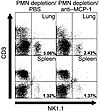 Effect of MCP-1/CCL2 neutralization on NK cells in neutropenic mice on day