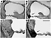 Inner ear inflammatory infiltrates are associated with onset of EAHL. Cochl