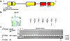 Schematic of the HESX1 gene, HESX1(I26T) mutation, and Bsu36I restriction d