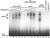 Electrophoretic mobility shift assay. Increasing amounts of in vitro–transl