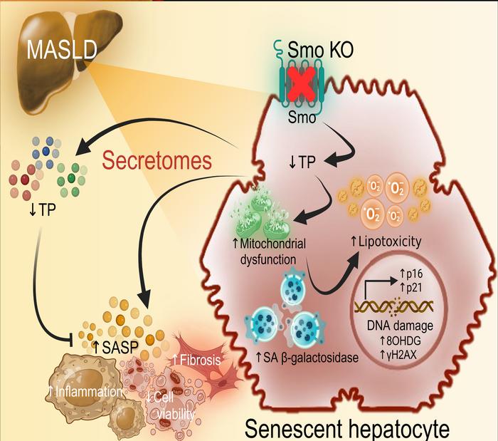 graphical abstract