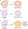 Activation by IL-15 generates induced CD8α+ NK cells.