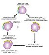 Stepwise differentiation of CD4+ T cells from naive CD4+ T cells to activat