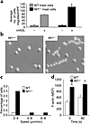 Effect of heterozygosity of Nf1 on mast cell haptotaxis and F-actin content