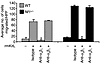 Effect of inhibition of adherence to the α4β1or α5β1 integrins on WT and Nf