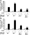 Effect of Rac2 or p85α deficiency on the haptotaxis of Nf1+/– and WT mast c