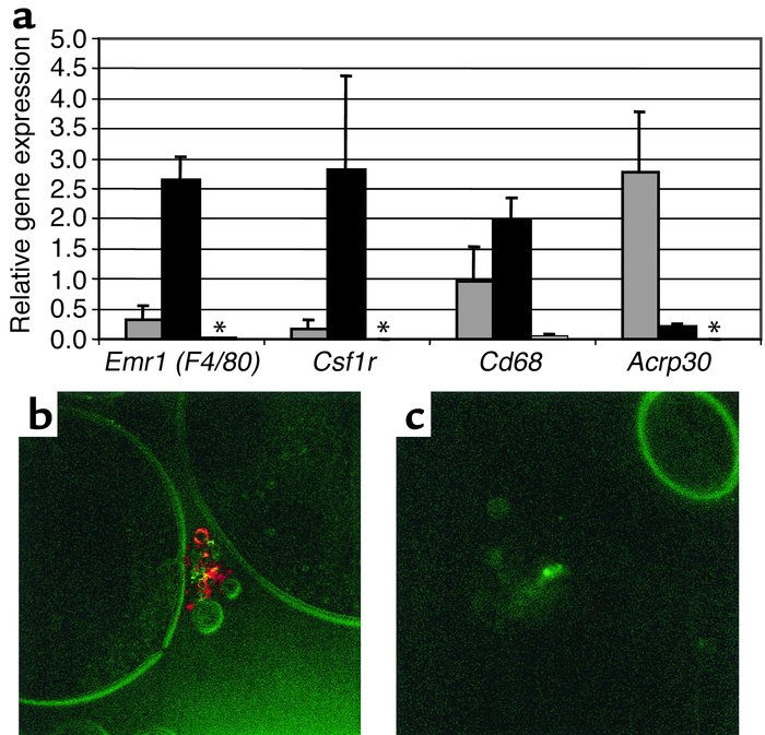 F4/80+ cells express macrophage markers. Perigonadal adipose tissue was ...