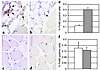 Macrophages in the liver and muscle of lean and obese mice. Immunohistochem