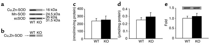 Characterization of Cu,Zn-SOD–/– mice. (a) Western blot analysis for SOD...