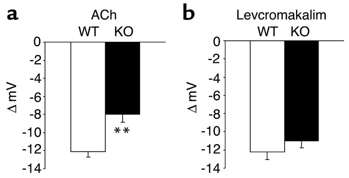 Endothelium-dependent and -independent hyperpolarizations of mesenteric ...