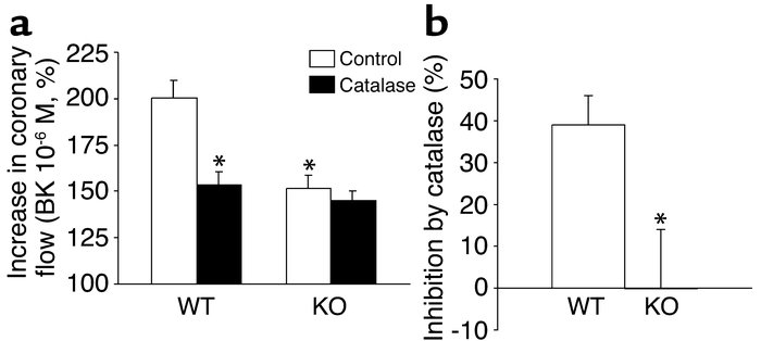 Reduced coronary flow increase in Cu,Zn-SOD–/– mice. (a) Coronary flow i...