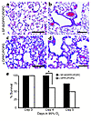 Exogenous SP-B protects Stat-3Δ/Δ mice during hyperoxia. (a) Lung morpholog