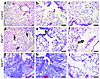 Lung morphology after exposure to 95% FiO2. Adult (8–10 weeks of age) Stat-