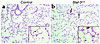 STAT-3 immunohistochemistry after exposure to 95% oxygen. Lungs from contro