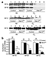 Decreased surfactant proteins in Stat-3Δ/Δ mice following hyperoxia. (a) SP