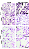 Decreased immunostaining for SP-B and proSP-C in Stat-3Δ/Δ mice after expos