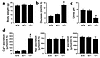 Phenotypic characterization of TRPV5 knockout mice. (a) Body weights at an