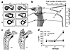 Bone phenotypes of female and male TRPV5+/+ and TRPV5–/– mice. (a) Represen