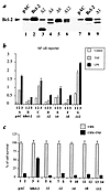 (a) Structure/function relationships of Bcl-2 deletion mutants. Expression