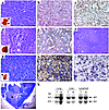 Histopathologic and molecular characterization of lesions in beclin 1+/– mi