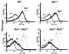 Fibrinogen binding in WT versus Akt-deficient platelets. Washed human plate