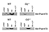 Akt phosphorylation in platelets from Gq–/– and Gi2–/– mice. Washed platele