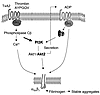 Role of Akt in platelet aggregation. Akt is activated in a PI3K-dependent f