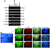 Expression of IL-12R in human tonsil B cells. (A) Expression of IL-12Rβ1 an