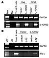 Characterization of IL-12Rβ2_transfected cells. (A) Expression of IL-12Rβ2