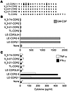 LE-1 T cells did not respond to germ-line CDR2 peptides. (A) Amino acid seq