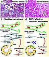 Origin of fibroblasts during kidney fibrosis. (a) Fibrotic kidney which dis