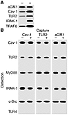 Identification of apically exposed components on polarized 16HBE cells expo