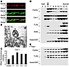 Lipid rafts are involved in clustering of receptors and signaling. (A) Conf