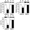 Decreased AMPK phosphorylation in skeletal muscle, liver, and adipose tissu