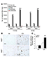 Increased inflammation in the lungs of CS-exposed Nrf2–/– mice. (A) Lavaged