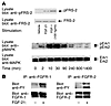 FGF-21 stimulates phosphorylation in 3T3-L1 adipocytes. (A) FGF-21 induces