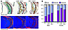 Histological staining of aortic sinus lesions from female Apoe–/–, Cd36–/–A