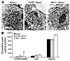 Abundant foam cell formation occurs in the absence of SR-A and CD36. (A) El