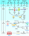 Cellular mechanisms of liver fibrosis. Different types of hepatotoxic agent