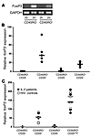 CEN cells express high levels of foxP3. (A) Levels of foxP3 mRNA by RT-PCR