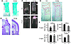 Ihh overexpression in the growth plate causes growth plate expansion and ac