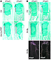 Effect of PTHrP heterozygosity on the length of the growth plate. Alcian bl