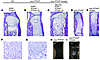 Ectopic hypertrophic chondrocytes induced column formation in the growth pl