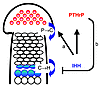 Model for the regulation of growth plate chondrocyte differentiation by Ihh