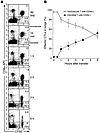 Effector CD8+ T cells migrate into the interstitium of noninflamed lungs. (