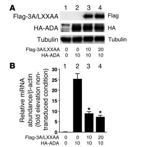 
                  Effects of 3A/LXXAA FoxO1 on endogenous Igfbp-1
     ...