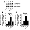 Expression of an Igfbp-1 /luciferase o